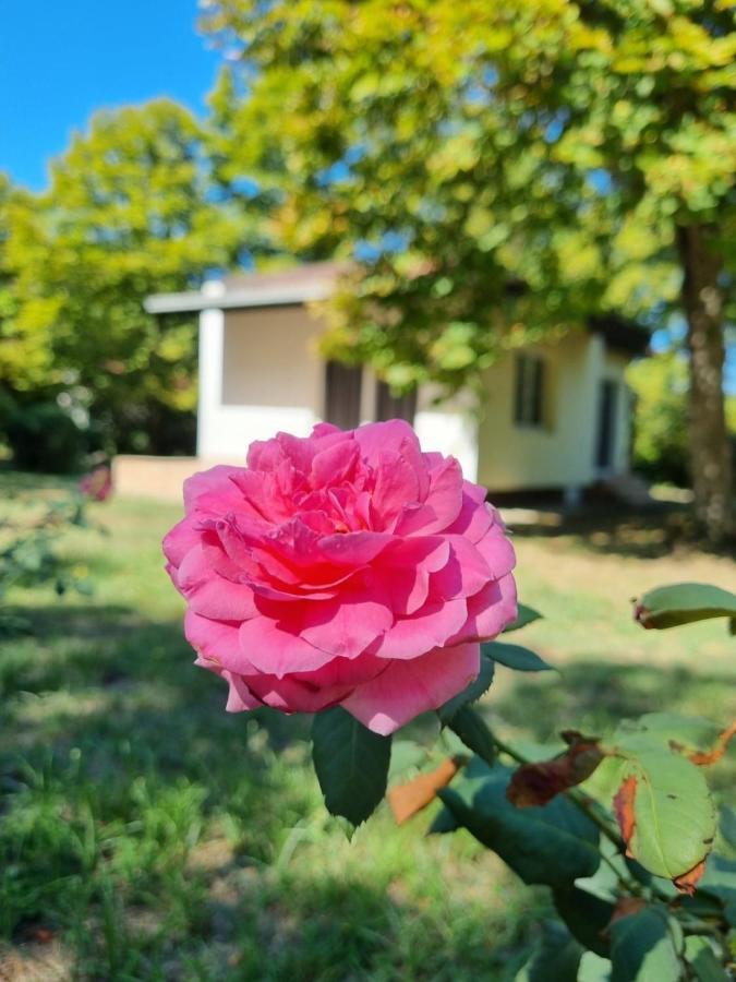 Fuk-Tak'S Bungalow Sztar Sztar Dojran Kültér fotó